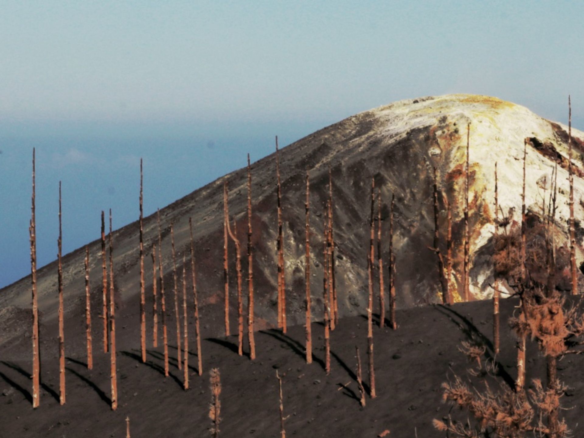 pinos quemados y volcán al fondo